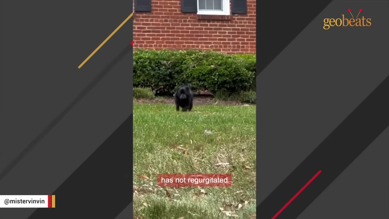 A black pug runs happily across a green grassy lawn in front of a brick house and green bushes.