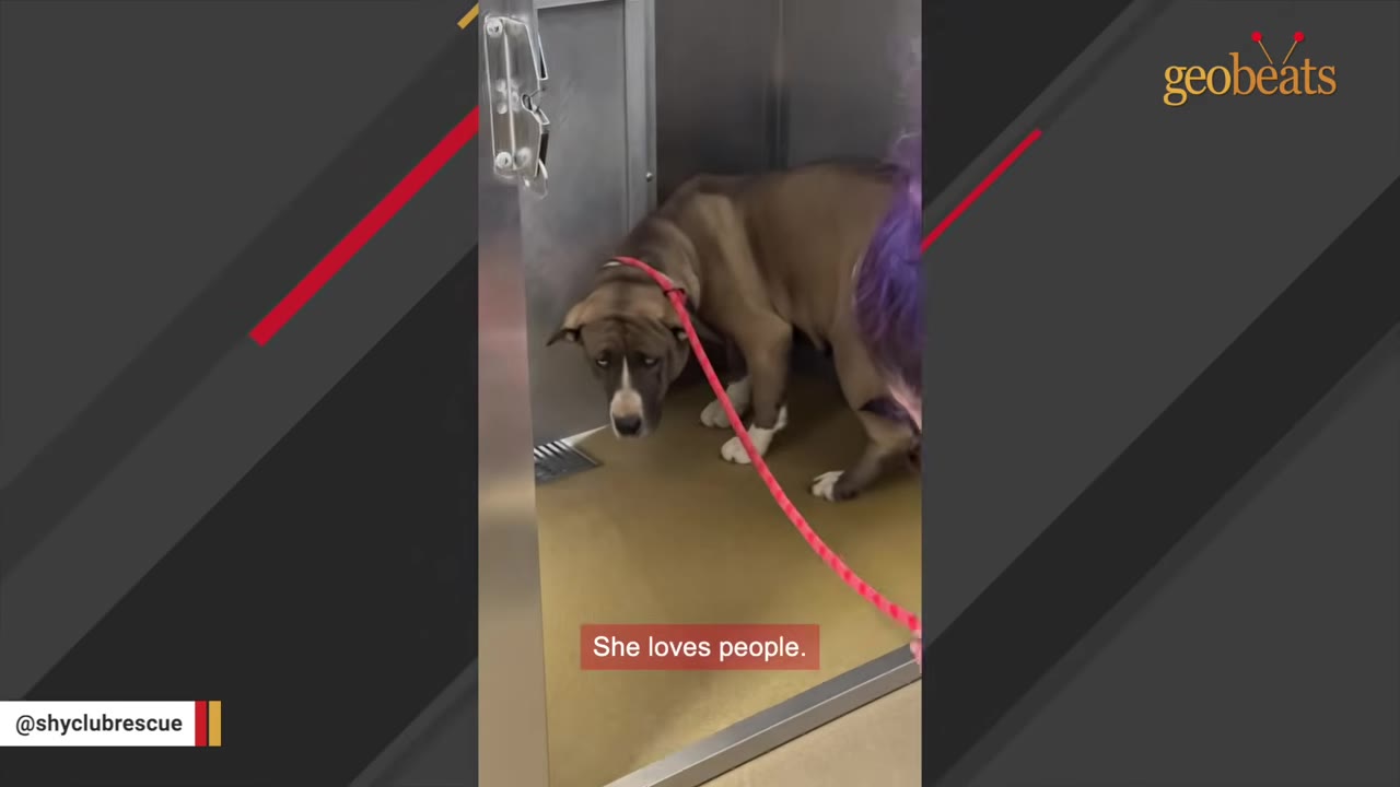 A brown and white dog with a red leash stands inside a metal shelter kennel, looking down with a sad expression.
