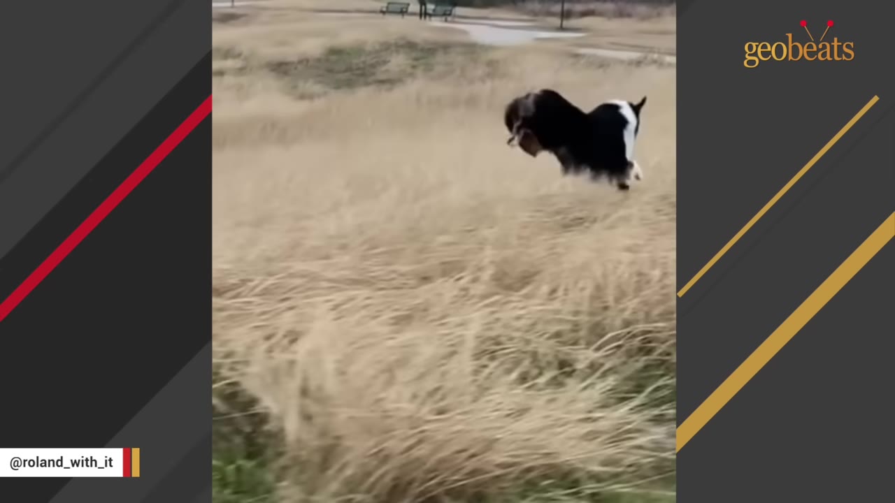 A black and white dog leaping high in the air over a field of tall, dry grass.