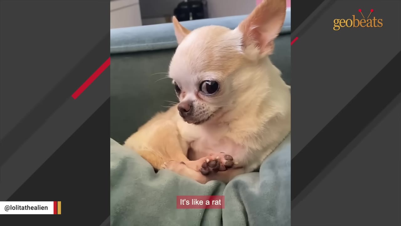A tiny tan and white chihuahua sitting on a green cushion, looking to the side with large, dark eyes.