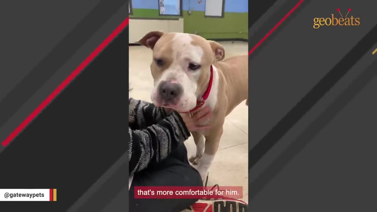 A tan and white pit bull mix wearing a red collar stands as a person in a black and white striped sweater gently pets its neck.