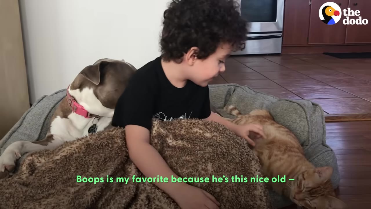 A young boy with curly hair sits between a brown and white dog and an orange tabby cat, petting the cat while wrapped in a fuzzy blanket.