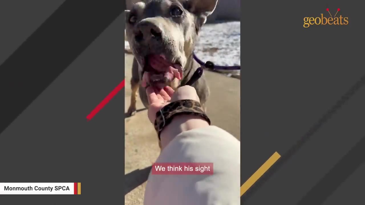 An older grey dog with a grey muzzle gently takes a treat from a person's hand outdoors.