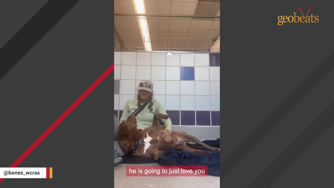 A brown dog lies on its back on a blue blanket in a kennel, looking up at a woman wearing a cap and green shirt who is petting its belly.