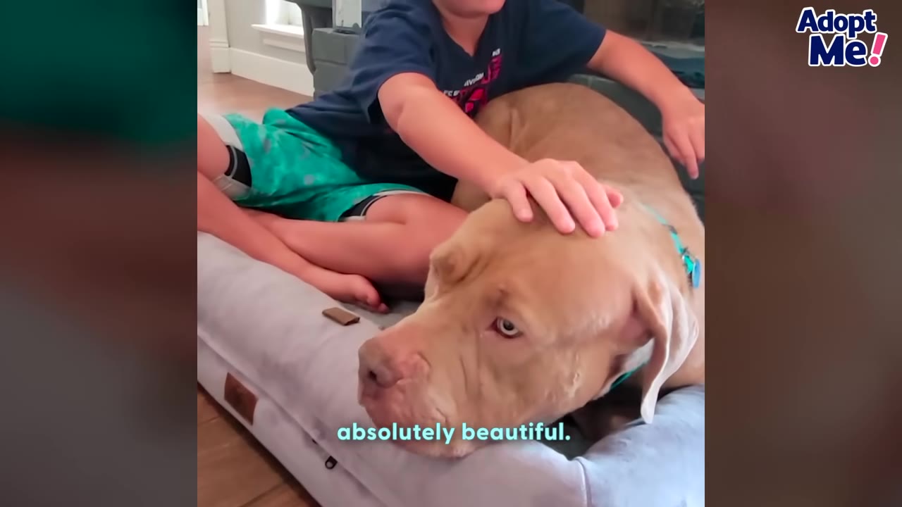 A tan dog lying on a dog bed while a child gently pets its head.