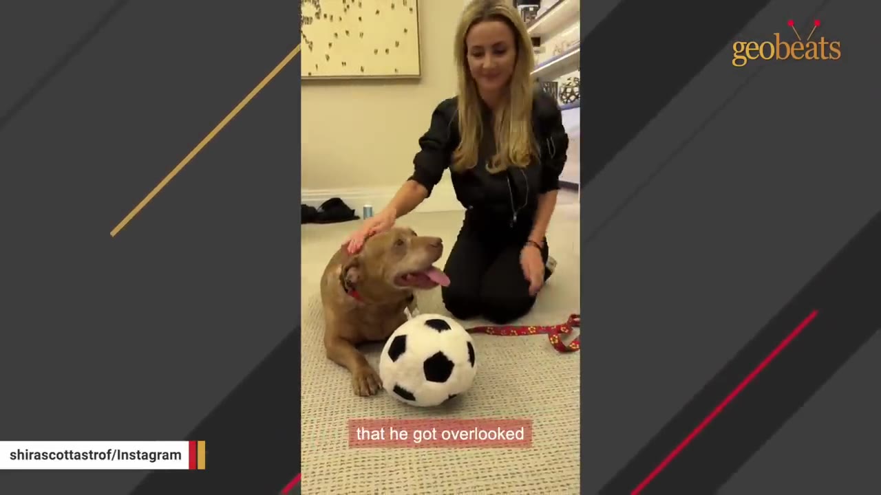 A brown dog lies on a carpeted floor next to a plush soccer ball, smiling with his tongue out as a woman kneels beside him and gently pets his head.