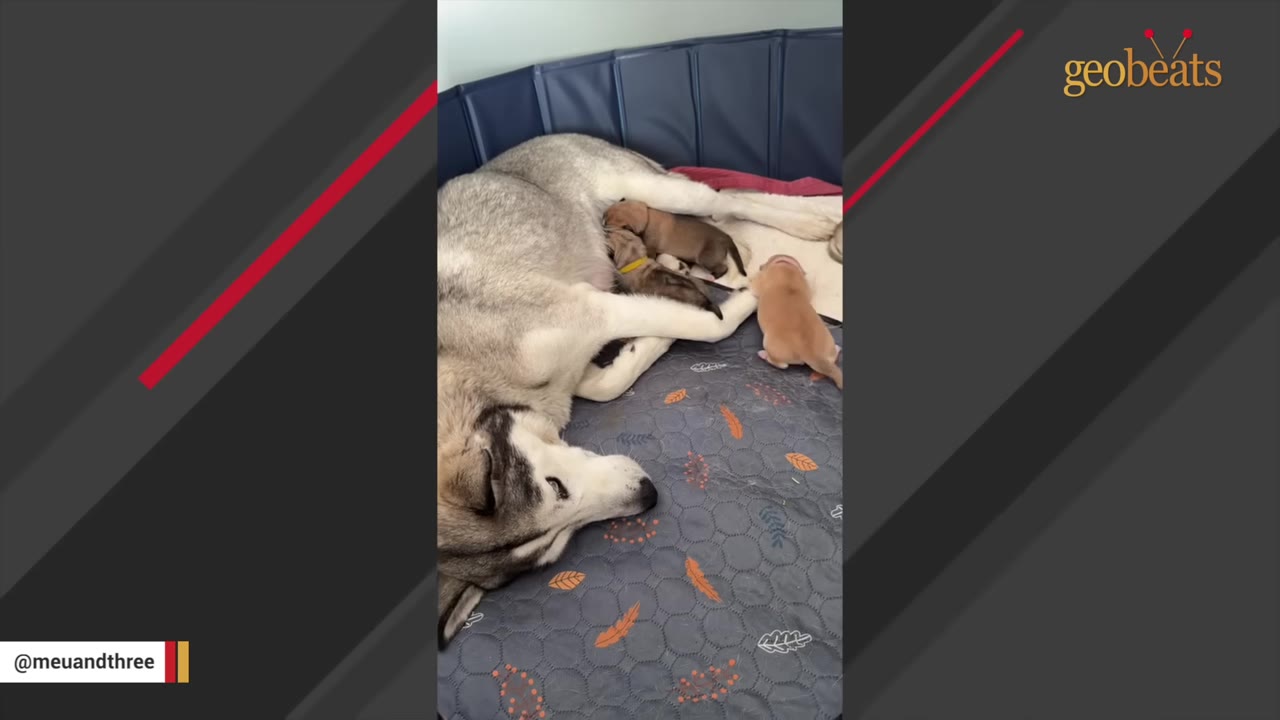 A grey and white husky lies on a patterned grey mat nursing her litter of newborn puppies.