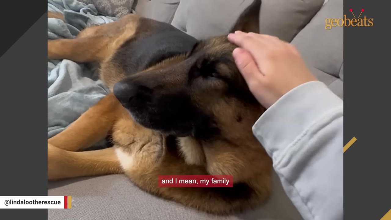 A person's hand gently petting a German Shepherd dog lying on a grey couch.