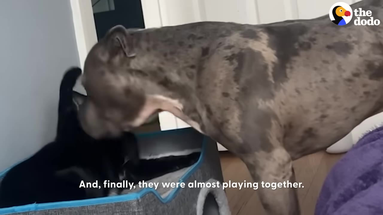 A brindle dog leans down to sniff and play with a black cat sitting in a cat bed.