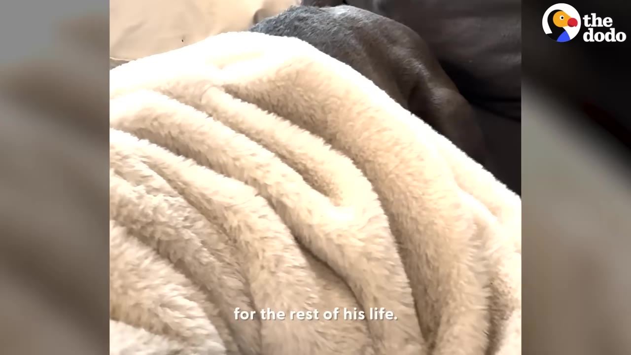 A close-up of a grey dog snuggled under a soft, fluffy beige blanket.