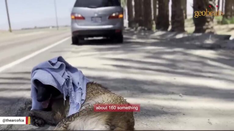 California Stray Collapsed On 160-Degree Pavement While The Summer Heat Closed In Around Him