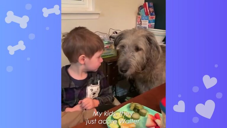 Texas Family Adopts A Timid Giant Dog, But Watch How Their Two Little Boys Transform Him