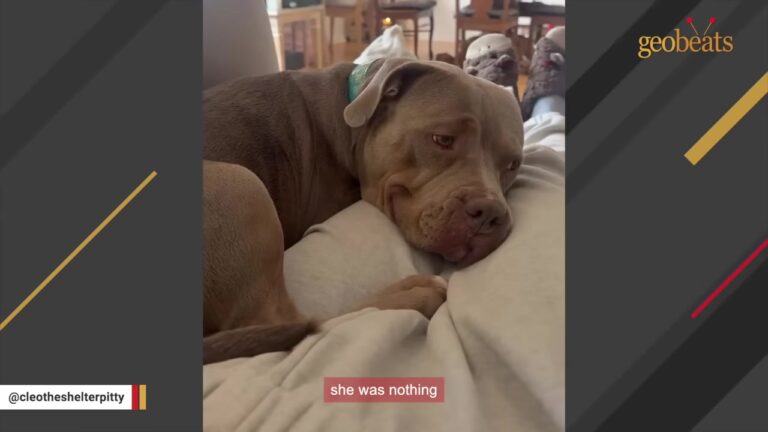 California Dog Was Returned To Her Noisy Kennel, But One Detail On Her Paperwork Made A Woman Look Twice