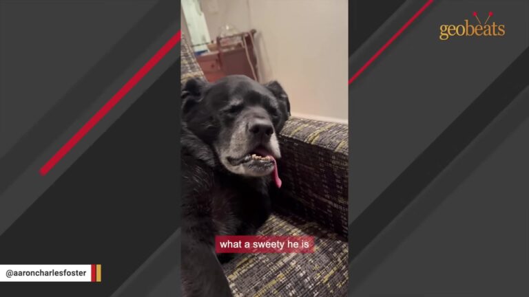 California Dog Was Saved At The Last Minute, Then Returned The Favor In A Stunning Way