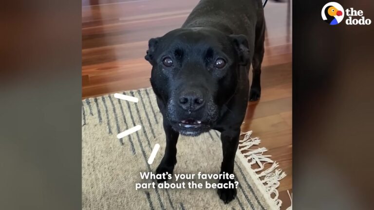Excited California Dog Heard His Dad Mention One Place, But His Reaction Was Impossible To Miss