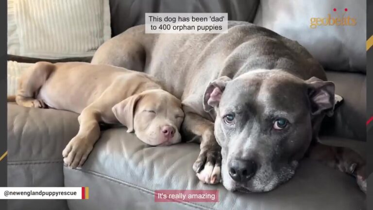 Massachusetts Dog Was Abandoned At Four Weeks Old, Then Started Watching Over Puppies Just Like Him