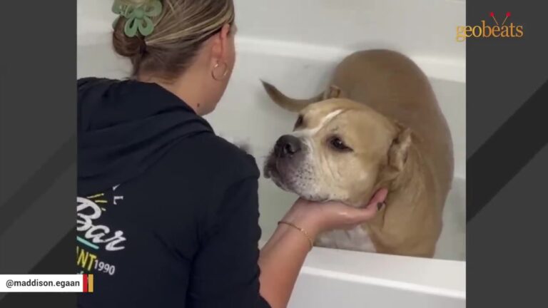 Florida Dog Shut Down After Two Years In A Shelter Until The Same Woman Kept Coming Back For Eight Months