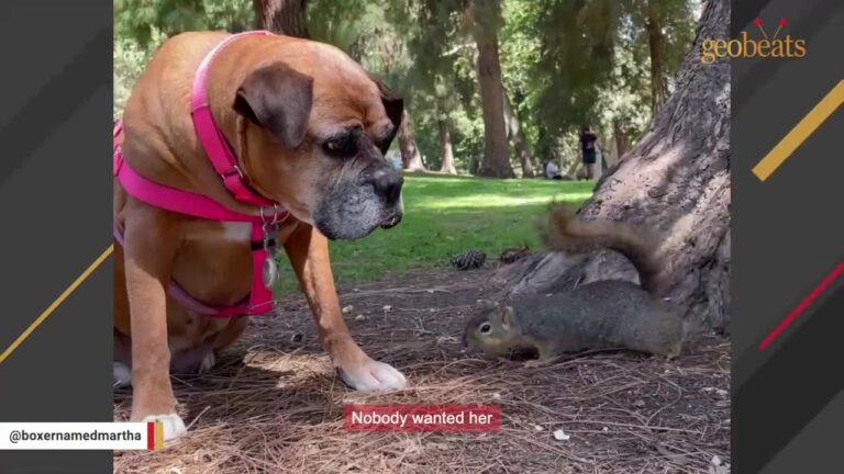 California Dog With An 18-Inch Scar Keeps Getting Passed Over While Shelter Workers Fear No One Will Choose Her