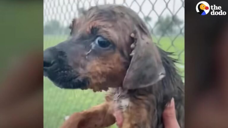 Abandoned Puppy Waited In The Rain At A Texas Baseball Field Before Developing A Curious New Habit