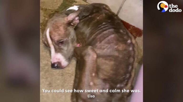 Texas Dog Was So Weak She Could Barely Stand Until A Simple Act Of Kindness Changed Everything