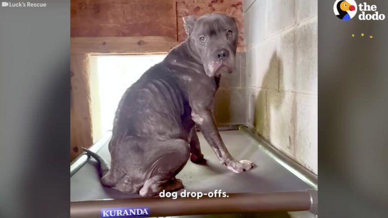 Sorrowful Georgia Dog Could Barely Move After Being Found Skin And Bones In A Rural Area