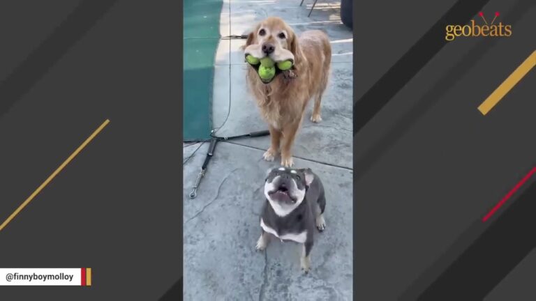 New York Family Thought Their Golden Retriever’s Tennis Ball Habit Was Just A Funny Quirk