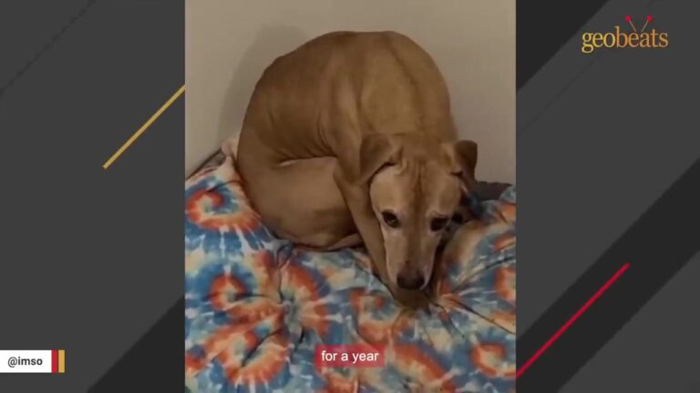 Oregon Man Took Home A Dog Who Wouldn’t Move, Make Eye Contact, Or Make A Sound