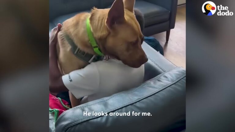 Hopeful Texas Shelter Dog Waited Behind The Kennel Bars, But One Young Boy Saw Something Others Missed
