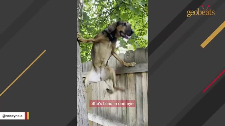 North Carolina Shelter Dog Blind In One Eye Soon Had Her Foster Mom Questioning What She Saw Outside