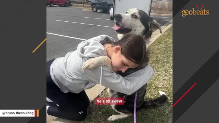 Senior Texas Dog Has Already Lost Two Families When A Little Girl Spots Him Across The Street