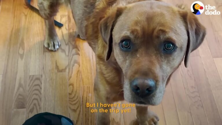 Colorado Dog Failed Out Of Service School, But His New ‘Job’ Is Exactly What His Family Needed