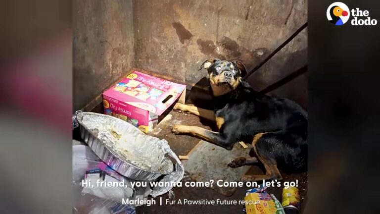Terrified Texas Dog Huddled In A Tight Corner Of A Dumpster, Unsure If Anyone Could Help