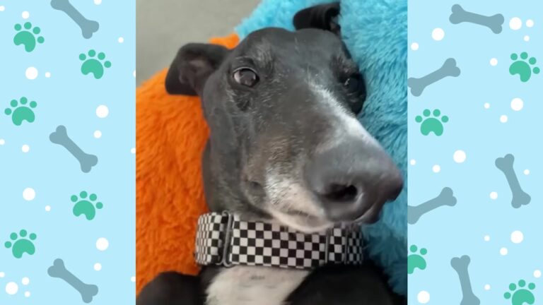 Hopeful Texas Greyhound Was Overlooked For Months Until One Woman Noticed Something Others Had Missed