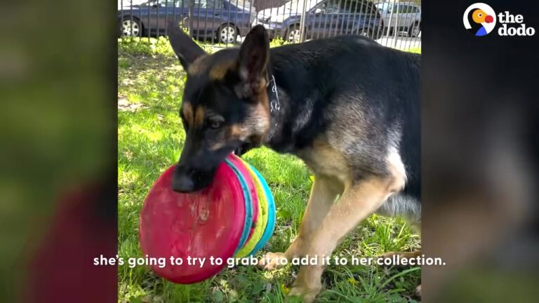 California Dog Refuses To Drop Her Frisbee, Then Somehow Fits Even More In Her Mouth