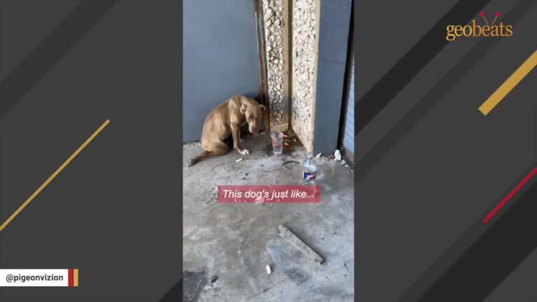 Scared Dog Huddled Against A Wall After Being Abandoned Then One Detail Made A Texas Man Look Closer
