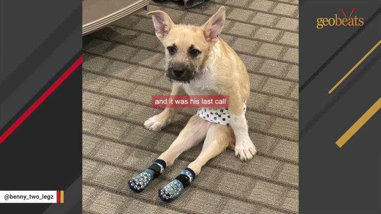 Paralyzed Puppy Waited On His Last Call In A Nevada Shelter Kennel Then Started Doing Something No One Expected