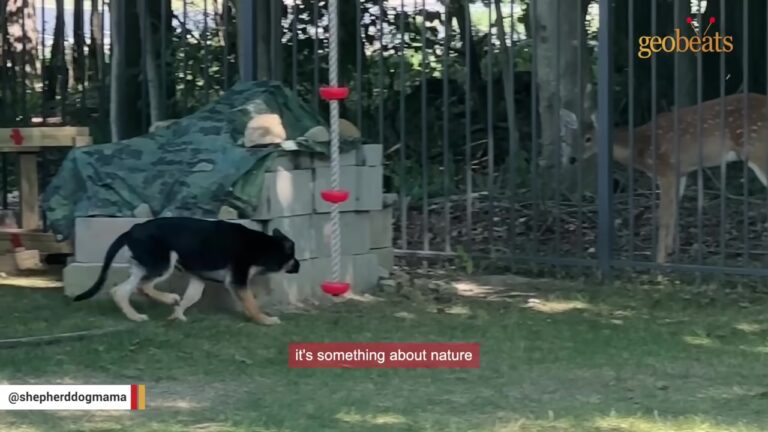 Pennsylvania Woman Watches Her Dog Approach The Fence And Realizes Something Is Staring Back From The Woods