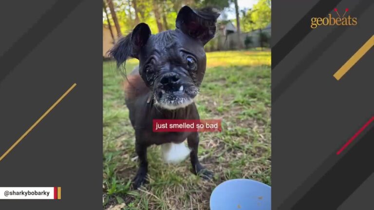 North Carolina Rescuer Needed A Scented Candle Around This Blind Senior Dog, Then His DNA Test Arrived