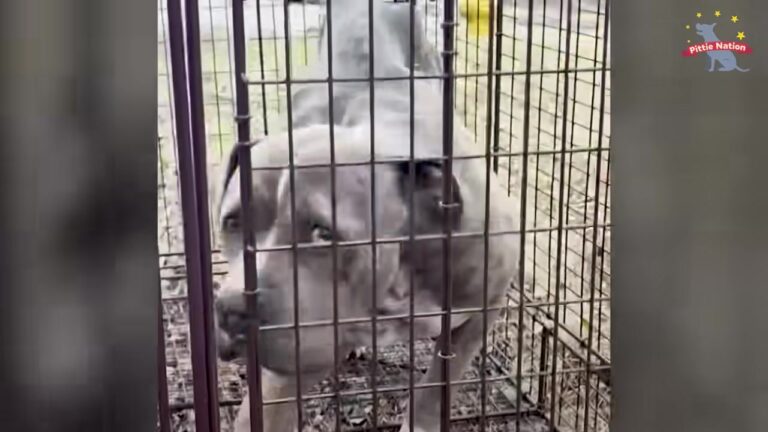 Scared Missouri Dog Limped Into A Backyard, And His Injured Leg Left Rescuers Facing A Difficult Choice