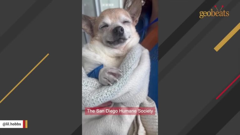 Little California Stray Looks Uncannily Like The Dog Already At Home, And DNA Offers A Clue