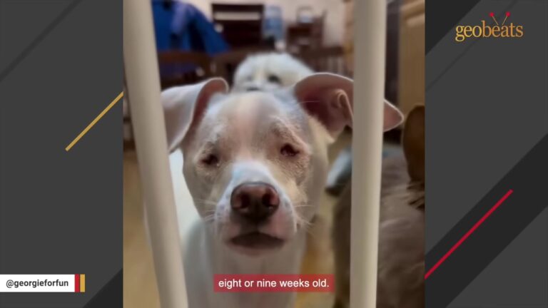 One Sidewalk Box, Seven Dogs At Home, And A California Husband Certain He Has Reached His Limit