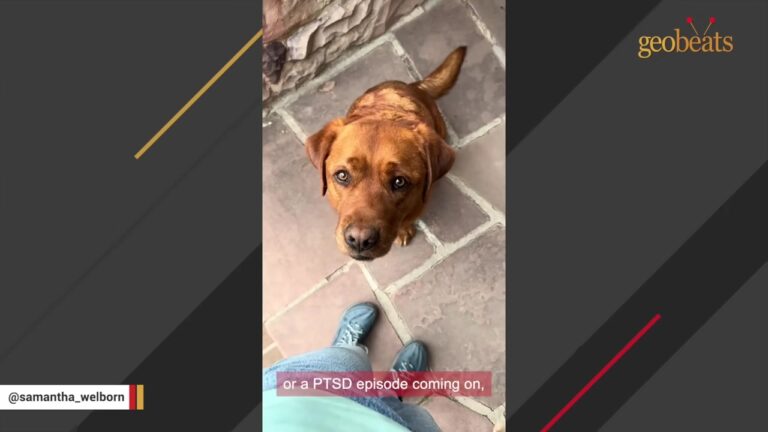 California Dog Flunks Service Training, Then Faces His Biggest Test When His First Night Home Takes An Unexpected Turn