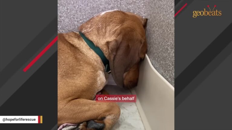 Terrified West Virginia Dog Hid Beneath A Shelf And Refused To Look Up Until Shelter Staff Tried One Simple Idea