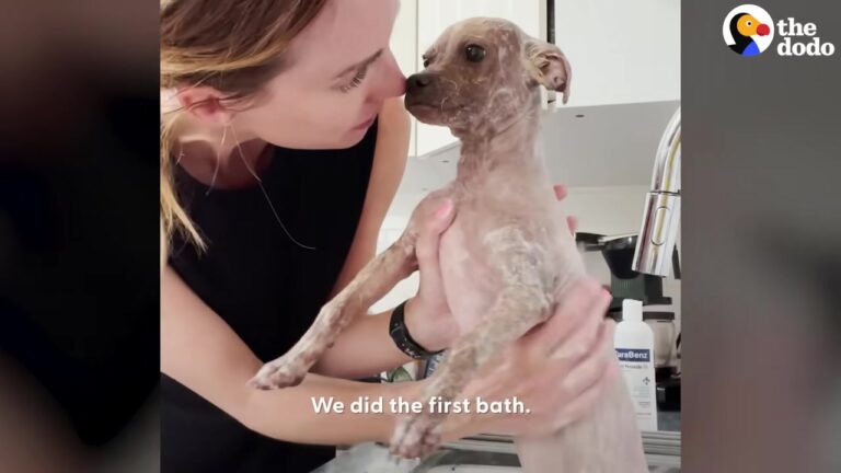 California Dog Handed Over In A Blanket Makes A Remarkable Transformation That Leaves Her Rescuers Stunned