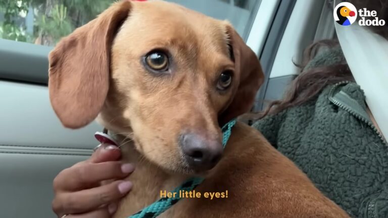 Frightened Dog Kept Hiding After Raising Puppies In A Dirty Texas Backyard