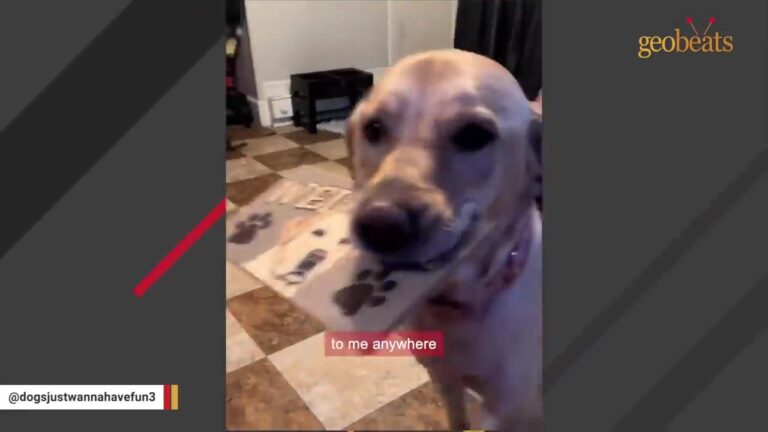 Texas Dog Had Never Seen A Toy Or Felt Grass, Then Her New Daily Habit Got Hilariously Weird