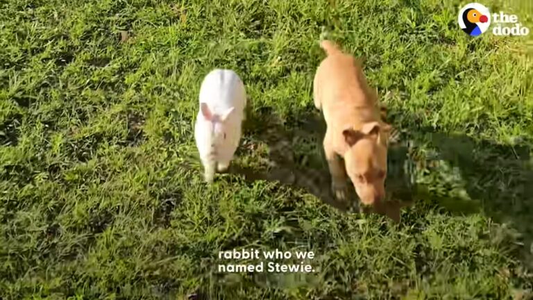 Tennessee Puppy Was Dumped With Only One Working Eye, But An Unlikely Friendship Changed Everything