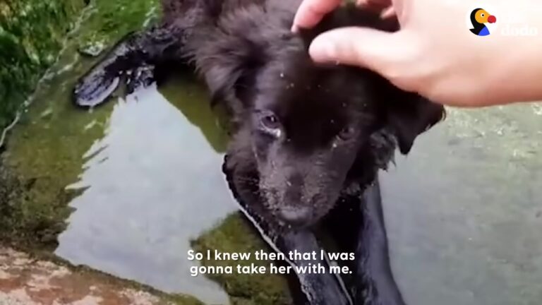 Texas Puppy Found Helpless In A Storm Drain Makes A Recovery That Leaves Her Rescuers Screaming With Joy