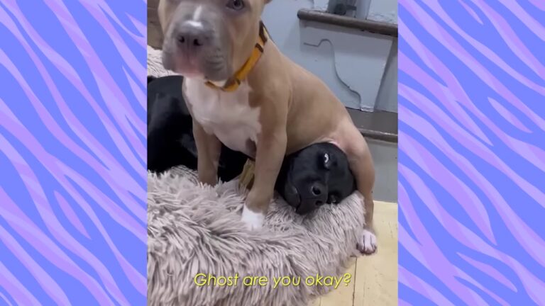 California Dog Was Passed Around Shelters, But One Unlikely Friend Turned Him Into The Perfect Foster Dad