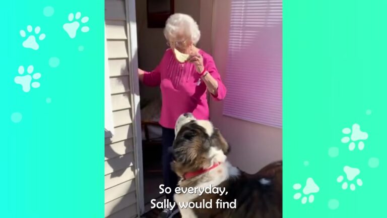 Washington Woman Notices Something Staring Through Her Bedroom Window During Brody’s Daily Visit
